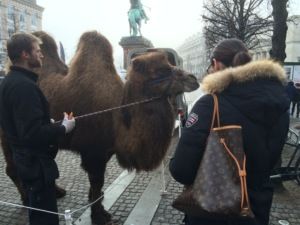 The camel that took Copenhagen (photo: Andy Stiny)